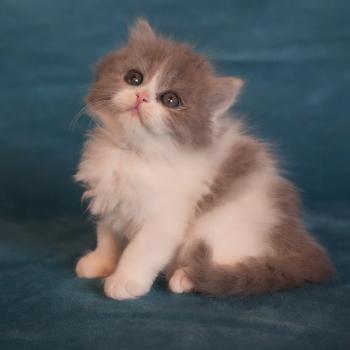 BLUE-BELLE du bois des calthas Femelle British Longhair