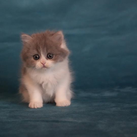 chaton British Longhair blue smoke bicolor BLUEBELL Chatterie du Bois des Calthas blue smoke bicolor