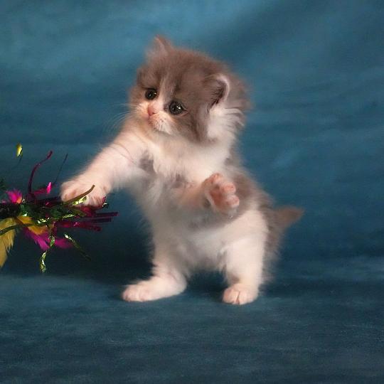 chaton British Longhair blue smoke bicolor BLUEBELL Chatterie du Bois des Calthas blue smoke bicolor