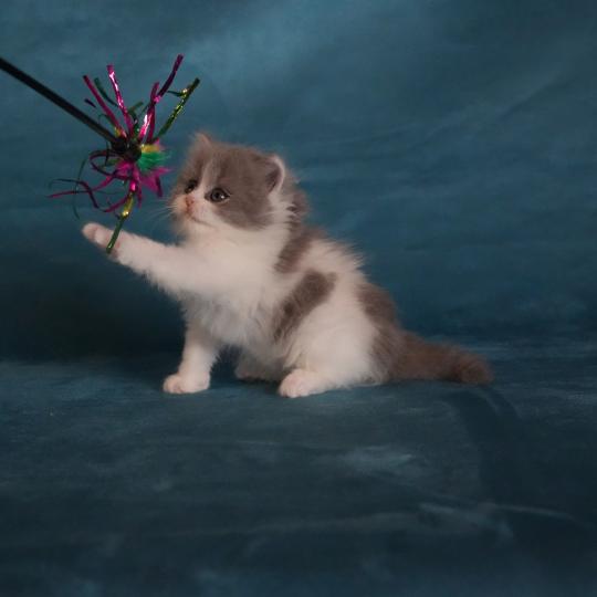 chaton British Longhair blue smoke bicolor BLUEBELL Chatterie du Bois des Calthas blue smoke bicolor
