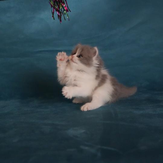 chaton British Longhair blue smoke bicolor BLUEBELL Chatterie du Bois des Calthas blue smoke bicolor