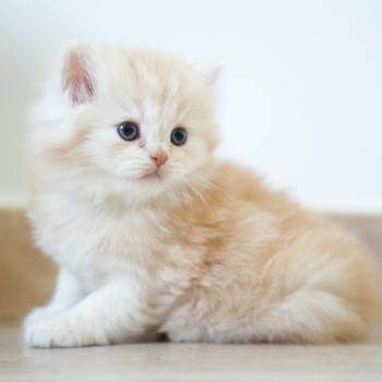 BOURBON du bois des calthas Mâle British Longhair