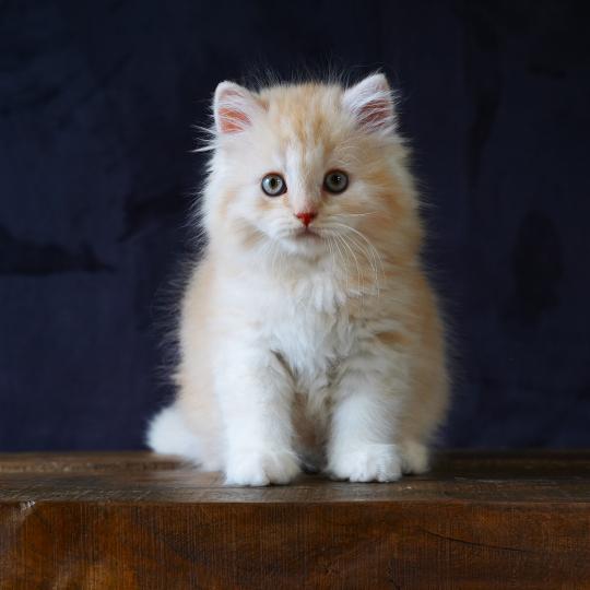 BOURBON du bois des calthas Mâle British Longhair