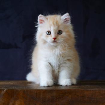 BOURBON du bois des calthas Mâle British Longhair