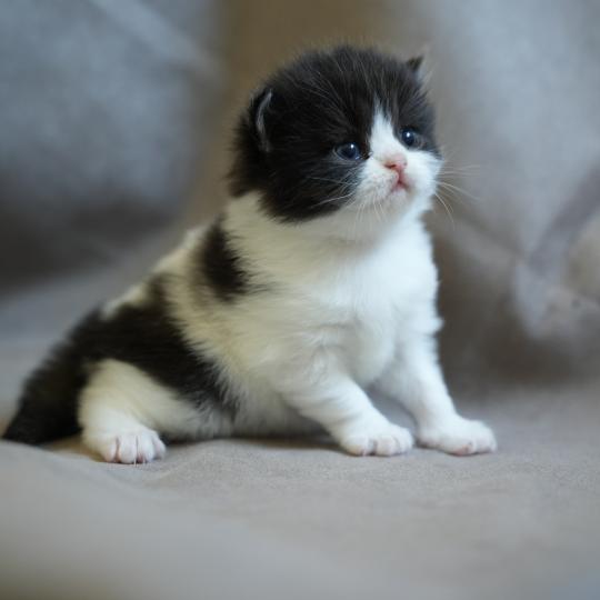 BOUT D'CHOU du bois des calthas Mâle British Longhair