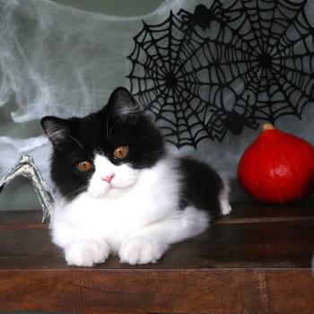 Black - Jack du bois des calthas Mâle British Longhair