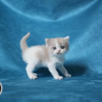 BROWNIE du bois des calthas Mâle British Longhair