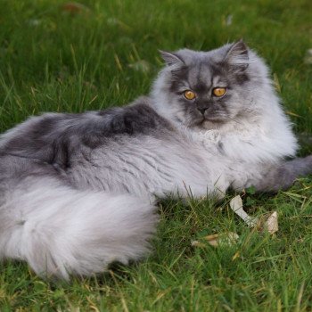 JEFF Mâle British Longhair