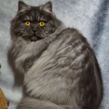 OMBRE Femelle British Longhair