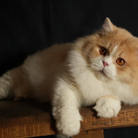 chat British Longhair red smoke & blanc van Up du bois des Calthas Chatterie du Bois des Calthas red smoke & blanc van