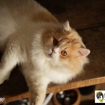 Up du bois des calthas Mâle British Longhair