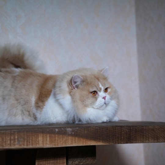 chat British Longhair Up Chatterie du Bois des Calthas  