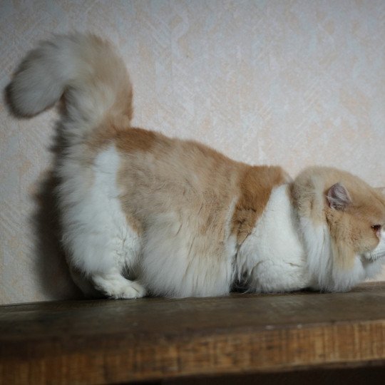 chat British Longhair Up Chatterie du Bois des Calthas  