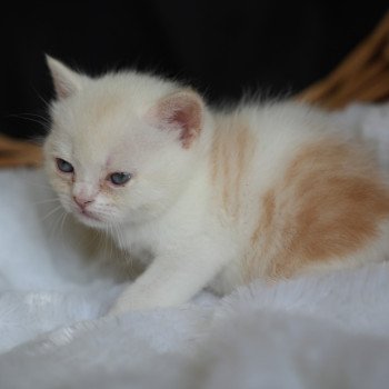 Arnold du bois des calthas Mâle British Shorthair
