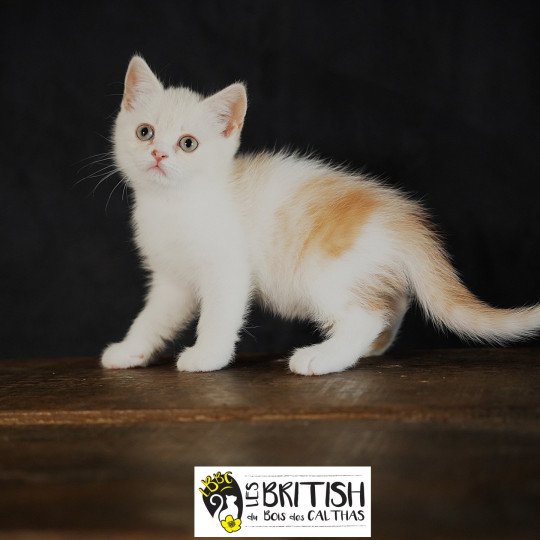 chaton British Shorthair red smoke bicolor Arnold Chatterie du Bois des Calthas red smoke bicolor