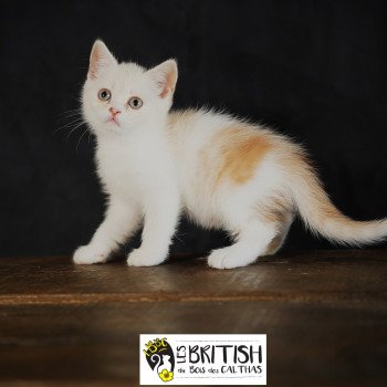 Arnold du bois des calthas Mâle British Shorthair