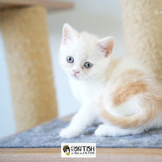 chaton British Shorthair red smoke bicolor Arnold Chatterie du Bois des Calthas red smoke bicolor