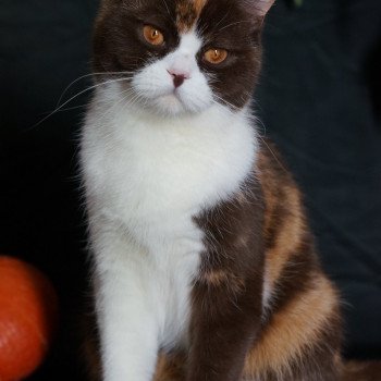 BAMBINA FROM AREA SACRA Femelle British Shorthair