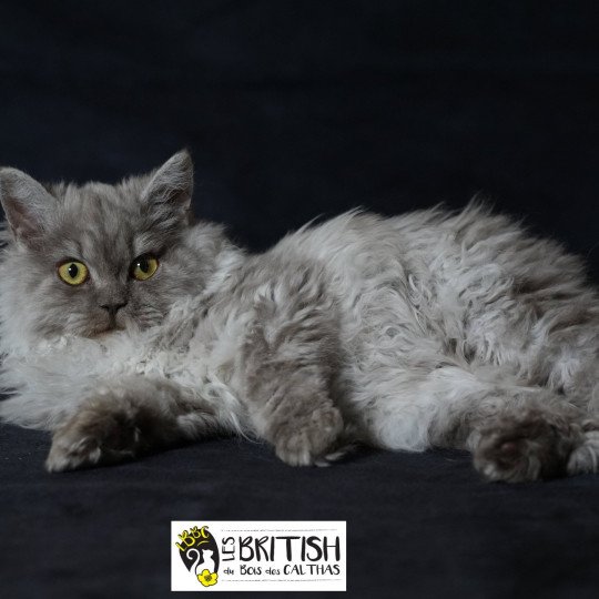 chaton Selkirk Rex Longhair black Alba Chatterie du Bois des Calthas chocolate smoke 