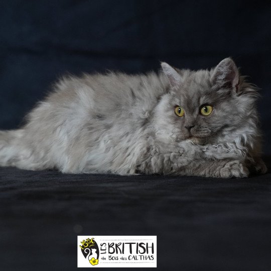 chaton Selkirk Rex Longhair black Alba Chatterie du Bois des Calthas chocolate smoke 