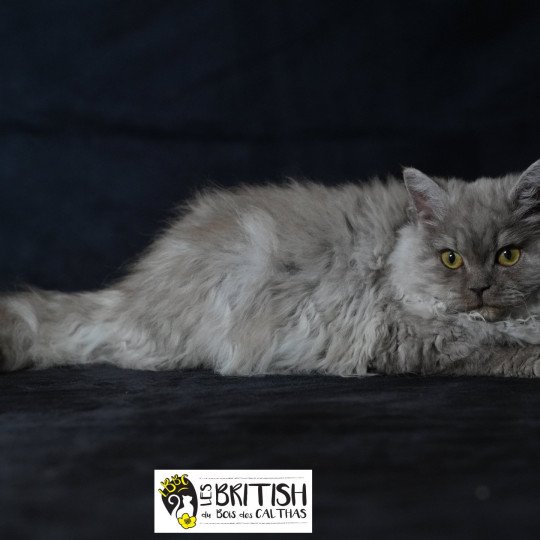 chaton Selkirk Rex Longhair black Alba Chatterie du Bois des Calthas chocolate smoke 