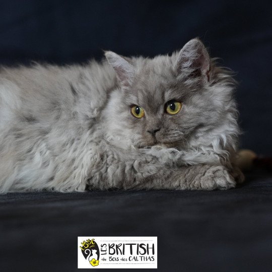 chaton Selkirk Rex Longhair black Alba Chatterie du Bois des Calthas chocolate smoke 