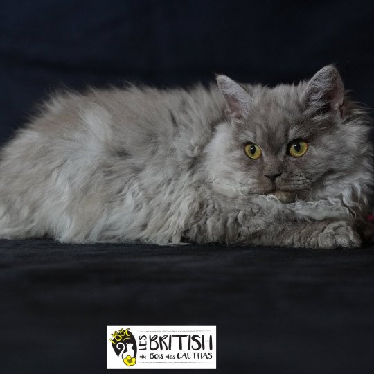 chaton Selkirk Rex Longhair black Alba Chatterie du Bois des Calthas chocolate smoke 