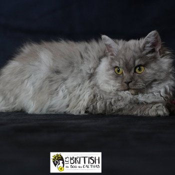 Aphrodite du bois des calthas Femelle Selkirk Rex Longhair