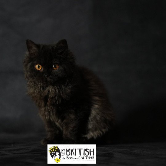 chaton Selkirk Rex Longhair black Alba Chatterie du Bois des Calthas black 