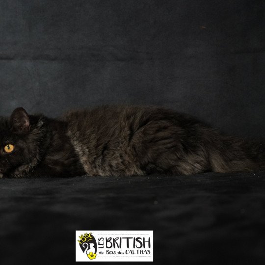 chaton Selkirk Rex Longhair black Alba Chatterie du Bois des Calthas black 