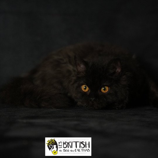 chaton Selkirk Rex Longhair black Alba Chatterie du Bois des Calthas black 
