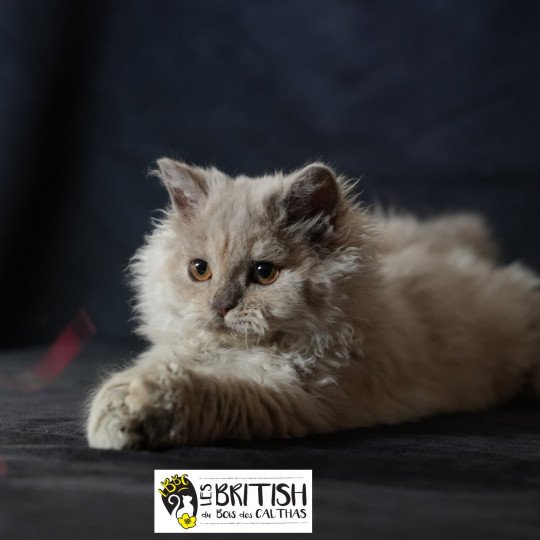 chaton Selkirk Rex Longhair Anila Chatterie du Bois des Calthas lilac tortie 