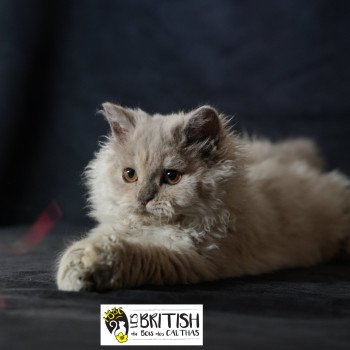 Anila du bois des calthas Femelle Selkirk Rex Longhair