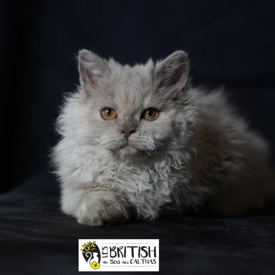 chaton Selkirk Rex Longhair Anila Chatterie du Bois des Calthas lilac tortie 