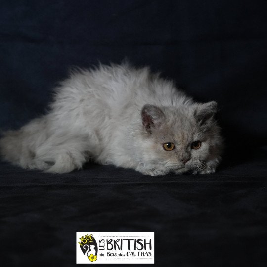 chaton Selkirk Rex Longhair Anila Chatterie du Bois des Calthas lilac tortie 
