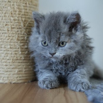 Arménia-sky du bois des calthas Femelle Selkirk Rex Longhair