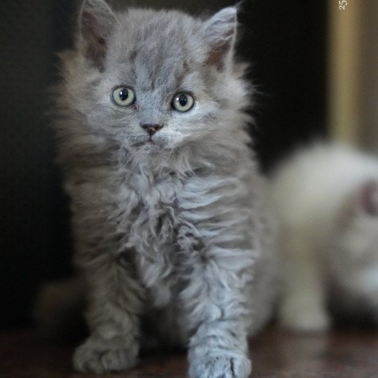 chaton Selkirk Rex Longhair blue tortie smoke Arménia-sky Chatterie du Bois des Calthas blue tortie smoke 