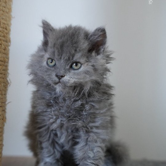 chaton Selkirk Rex Longhair blue tortie smoke Arménia-sky Chatterie du Bois des Calthas blue tortie smoke 