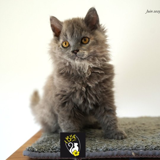 chaton Selkirk Rex Longhair blue tortie smoke Arménia-sky Chatterie du Bois des Calthas blue tortie smoke 
