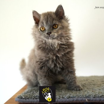 Arménia-sky du bois des calthas Femelle Selkirk Rex Longhair