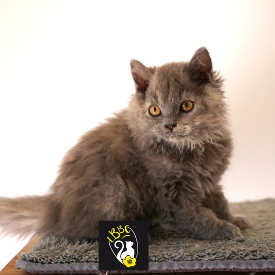 chaton Selkirk Rex Longhair blue tortie smoke Arménia-sky Chatterie du Bois des Calthas blue tortie smoke 
