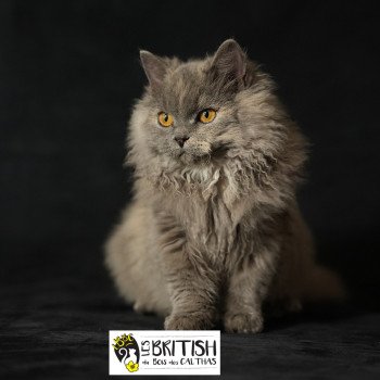 Arménia-sky du bois des calthas Femelle Selkirk Rex Longhair
