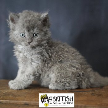 Asher of love du bois des calthas Mâle Selkirk Rex Longhair