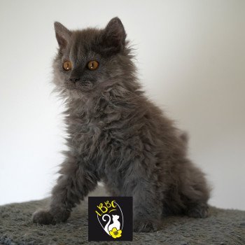 ASHER OF LOVE du bois des calthas Mâle Selkirk Rex Longhair