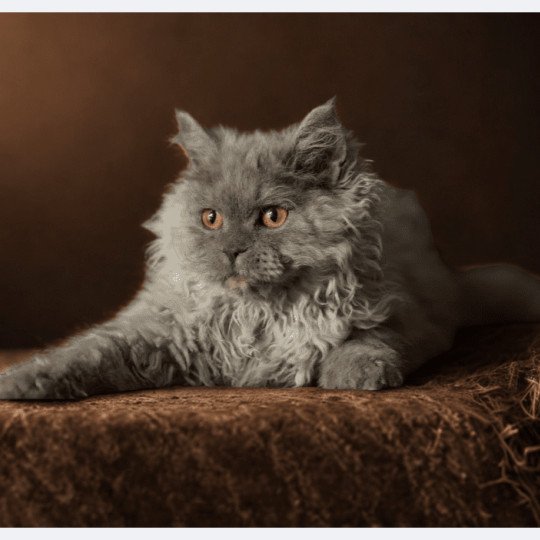 chaton Selkirk Rex Longhair blue smoke Axel Chatterie du Bois des Calthas blue smoke 