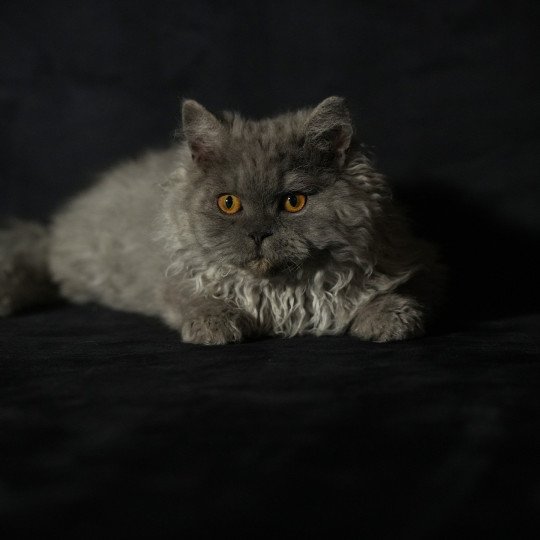 chaton Selkirk Rex Longhair blue smoke Axel Chatterie du Bois des Calthas blue smoke 