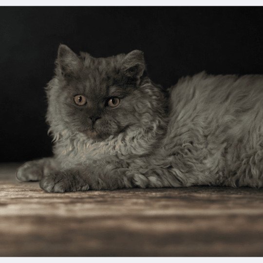 chaton Selkirk Rex Longhair blue smoke Axel Chatterie du Bois des Calthas blue smoke 