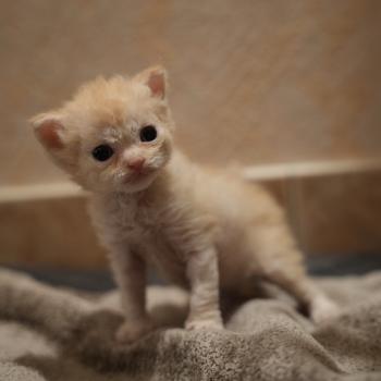 BINGO du bois des calthas Mâle Selkirk Rex Longhair