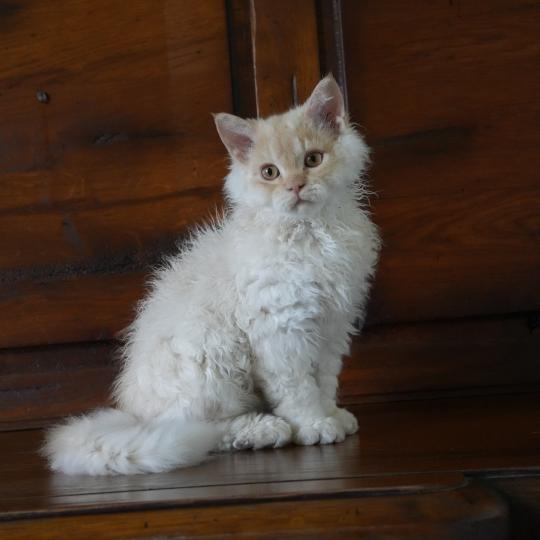 chaton Selkirk Rex Longhair red smoke BINGO Chatterie du Bois des Calthas red smoke 