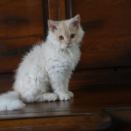 chaton Selkirk Rex Longhair red smoke BINGO Chatterie du Bois des Calthas red smoke 